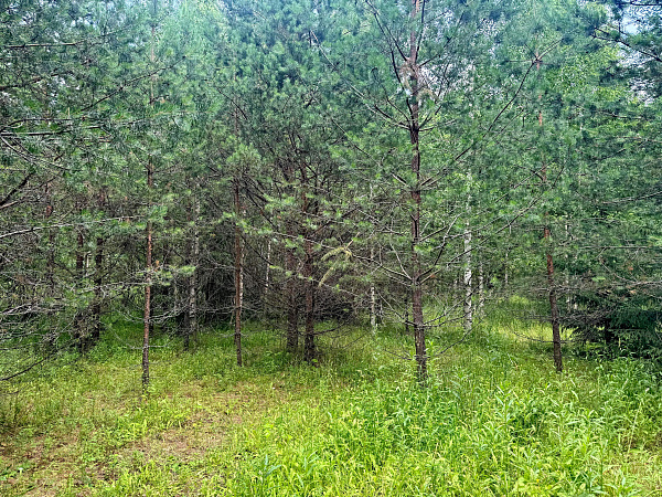 Земельный участок в д.Моржаны Земельный участок в д.Моржаны